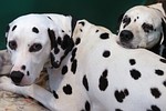 BIRMINGHAM, ENGLAND - MARCH 13:  Two dalmatian...