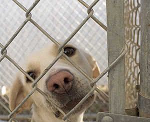 Photo of a dog behind a chain-link fence at th...