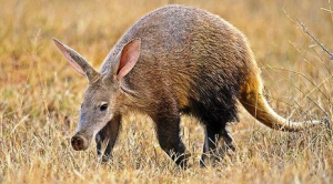 No aardvark-based pet foods have been introduced to date.
