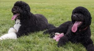 Bo and Sunny relaxing on the White House lawn