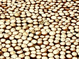 Rows of split coconuts drying to make copra