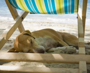 DogBeachChair