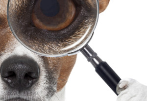 dog with magnifying glass and searching