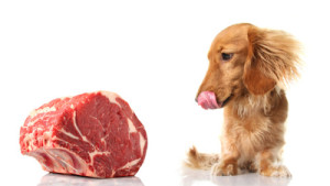 Your dog will thank you for whatever protein source(s) you choose!