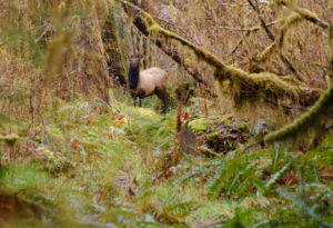 Elk Standoff