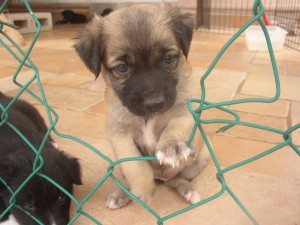 PuppyFence