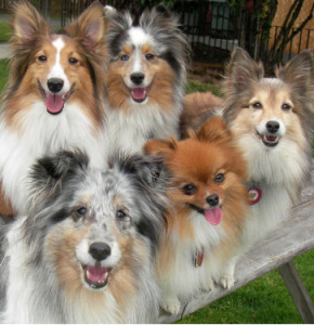 A clan of Smiley Dogs waiting for delivery