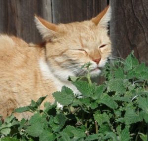 Mmmmmm, catnip!