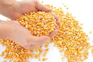 Corn and other ingredients may not always be listed in whole form