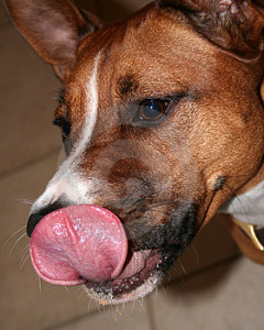 dogtongue